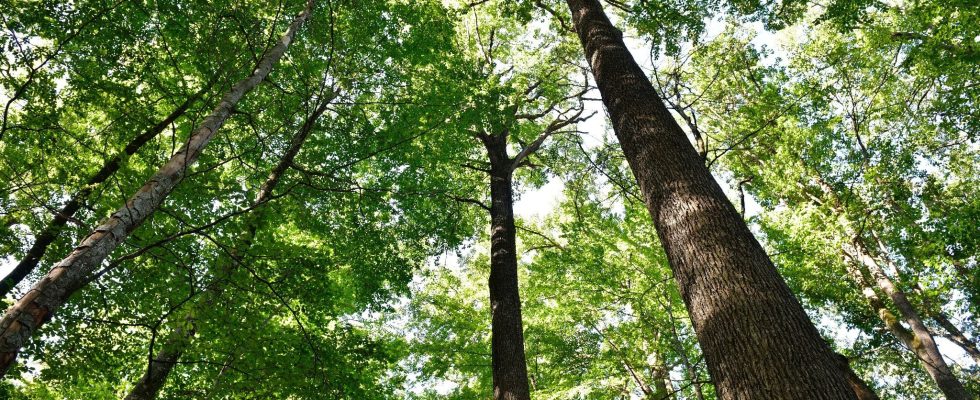 what if you invested in a forest – The Express