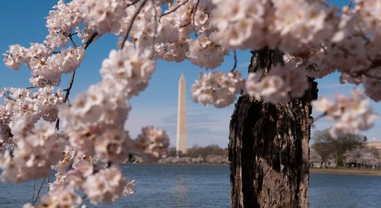 140 cherry trees to be felled Farewell Stumpy