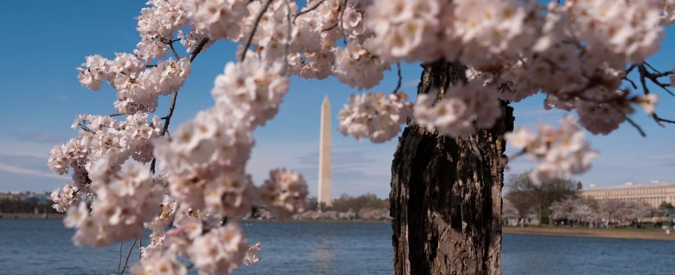 140 cherry trees to be felled Farewell Stumpy