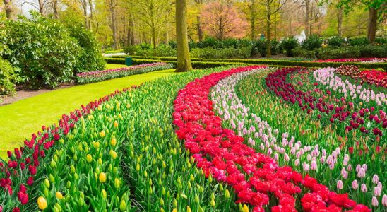 Amsterdam and Keukenhof Gardens