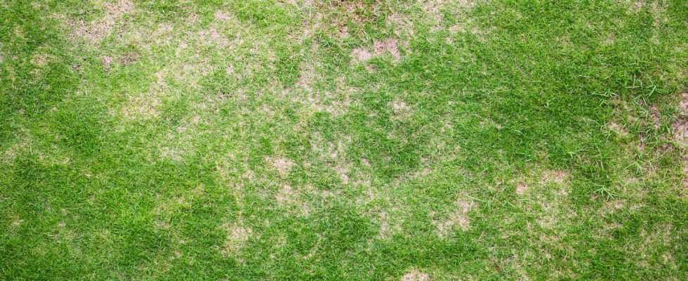 Bad lawns come back to life in just 10 days