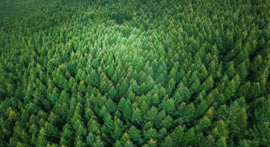 Biodiversity protects forests from the effects of climate change