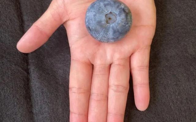 Blueberries grown in Australia broke the world record for their