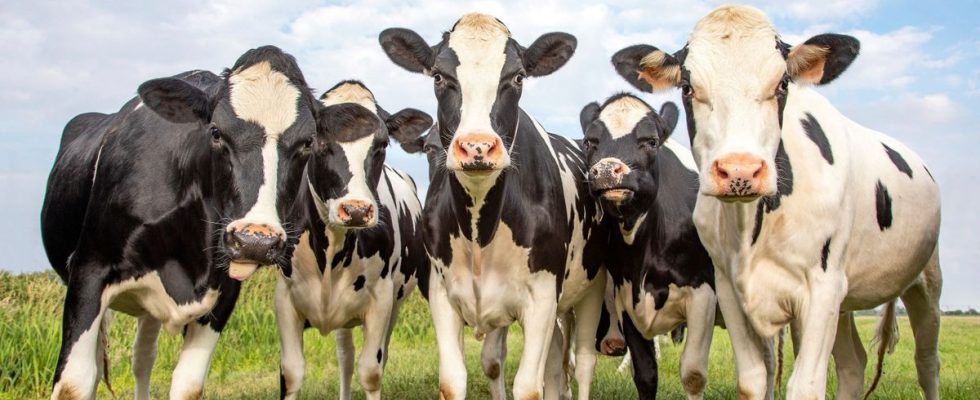 Climate reducing greenhouse gases from cattle farms is possible