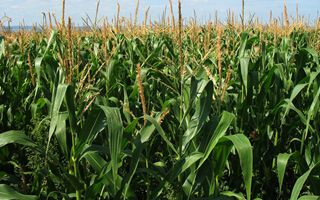 Corn Confagricoltira supply chain agreement signed