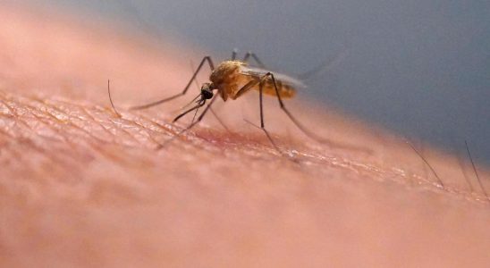 Dengue epidemic in Puerto Rico