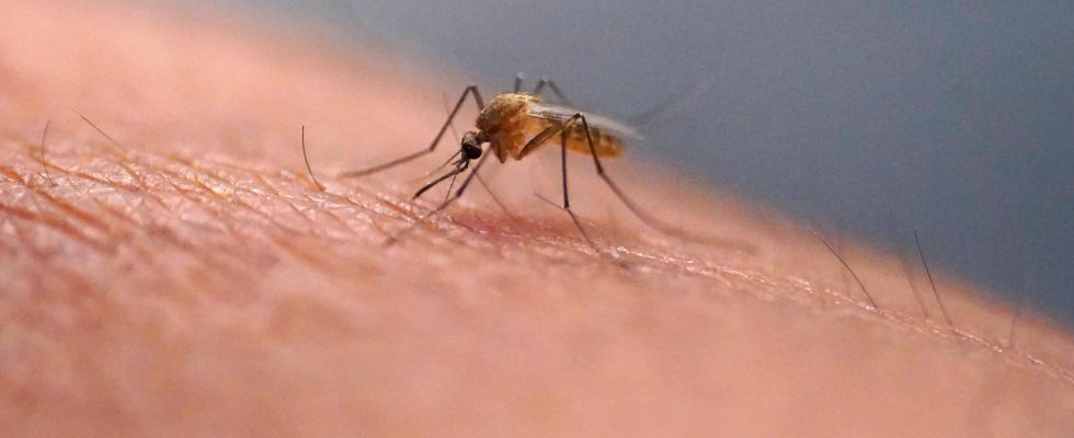 Dengue epidemic in Puerto Rico