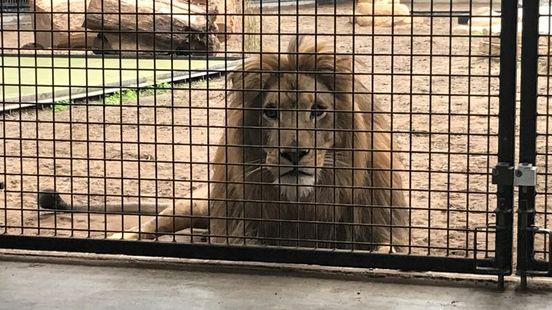 Dumped lion Remy moves to South Africa He will get