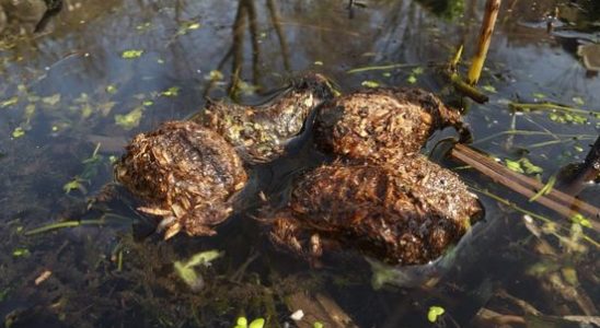 Eddy Zoey is looking for beaver bitter balls in Amerongen