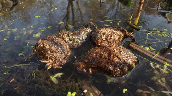 Eddy Zoey is looking for beaver bitter balls in Amerongen