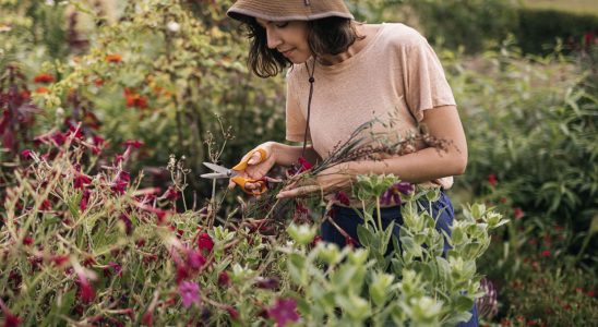 Experts are clear this plant must be pruned in March