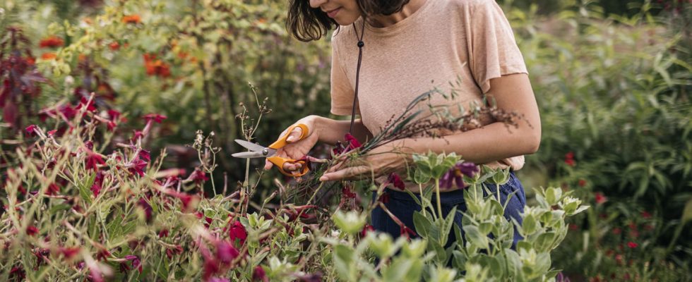 Experts are clear this plant must be pruned in March