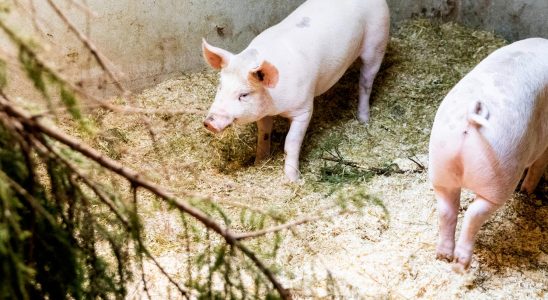 First pig kidney transplant completed