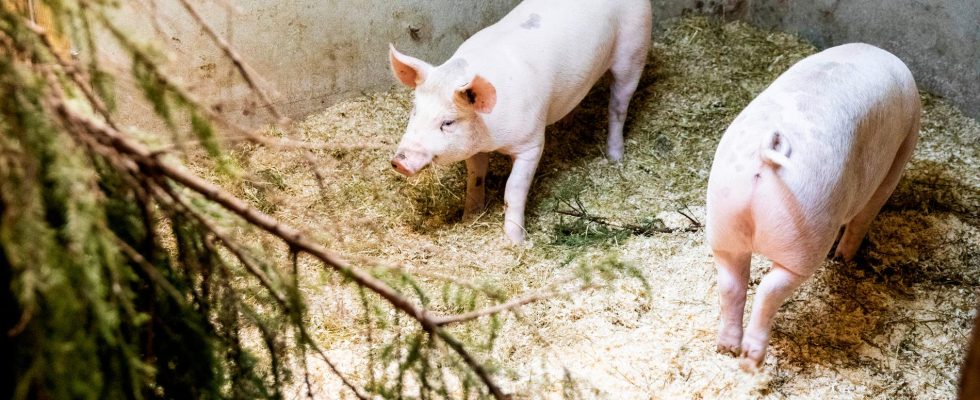 First pig kidney transplant completed