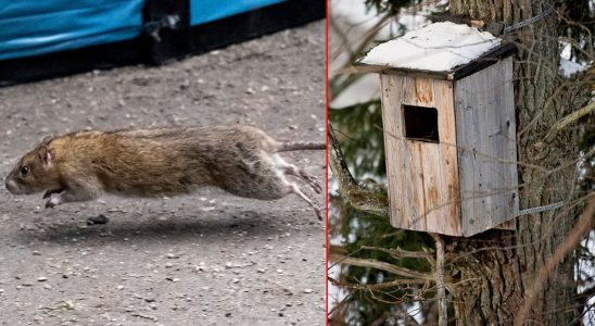 Here rats are fought with birdhouses