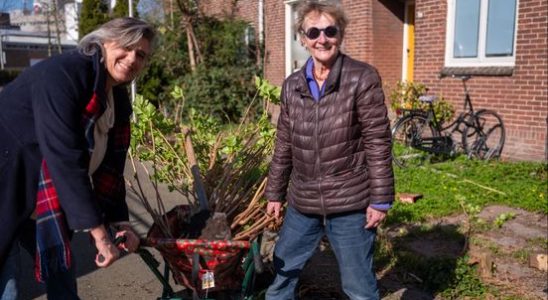 Highwaymen strike in Utrecht We remove all plants from the