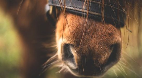 Horse infected with rhinovirus in Groenekan how contagious is that