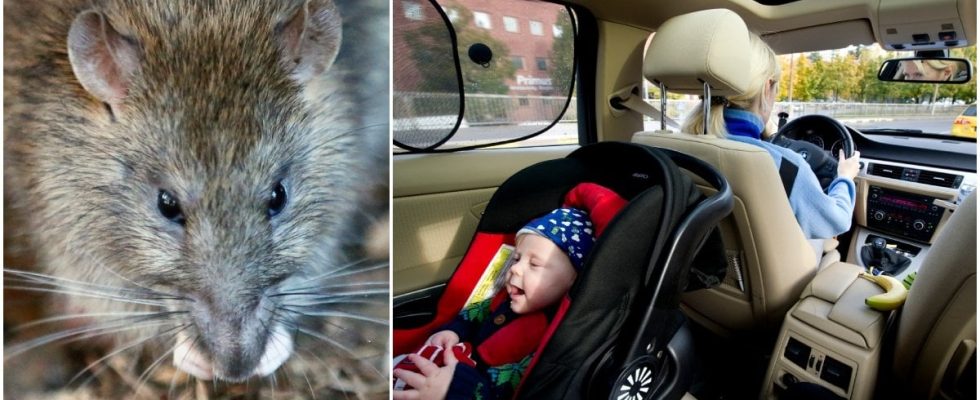 How rats get into your car Climbing up