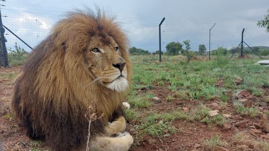 Lion found in Tienhoven completely at home in South Africa