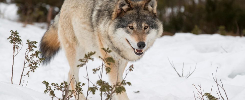 Lower threshold for shooting wolf