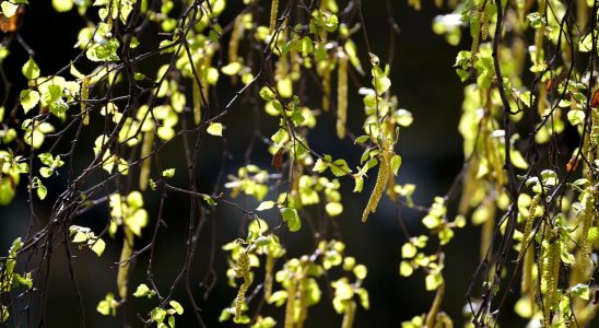 Milder birch pollen season in the short term