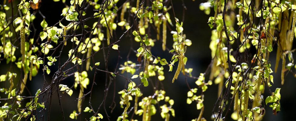 Milder birch pollen season in the short term