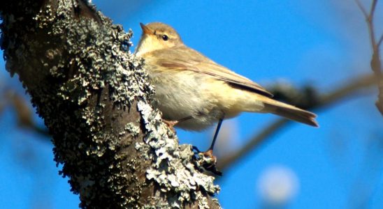 Most common bird in decline