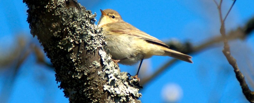 Most common bird in decline