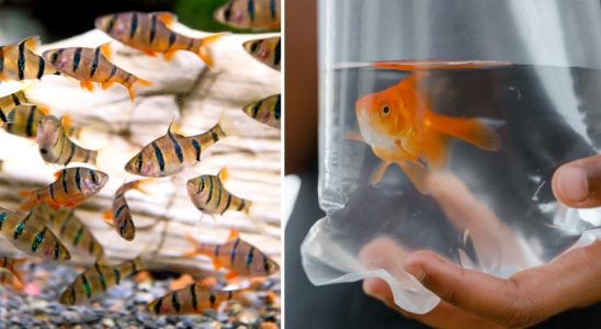 Pet store gives free fish to customers A fantastic idea