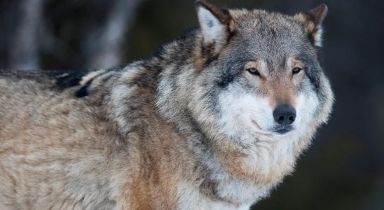 Protective hunting of the Scanian wolf stopped