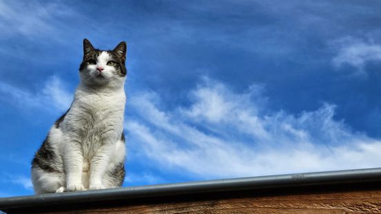 Residents about the cat curfew Mine will only meow