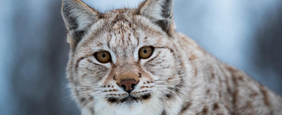 Rovdjursforening reports the lynx hunt to the EU