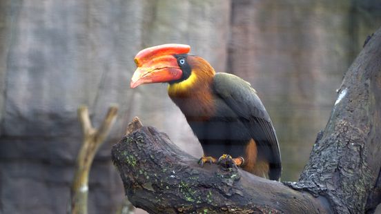 Rufous hornbills minister may confiscate exotic animals at Ouwehands Zoo