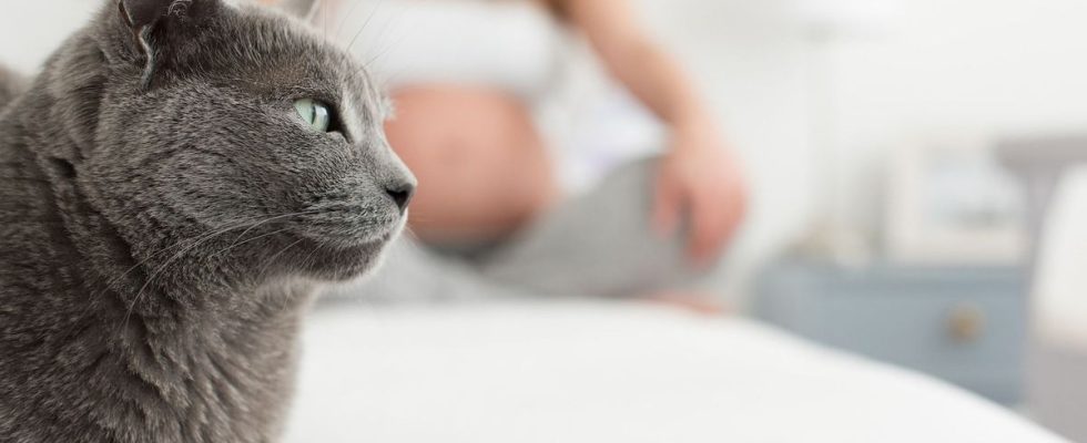 Six tips from a virologist to avoid toxoplasmosis