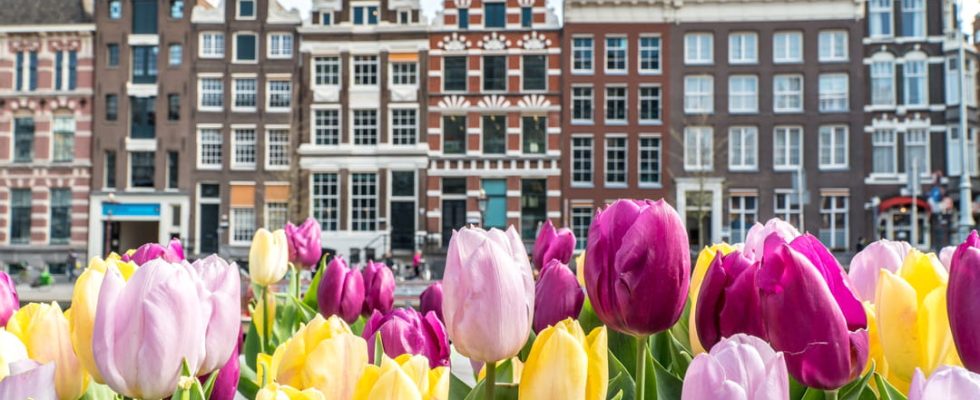 Staying during the Tulp Festival