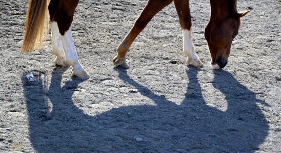 Swedish elite rider is accused of abusing his horses