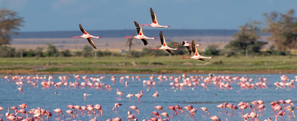 The Camargue in its most beautiful colors