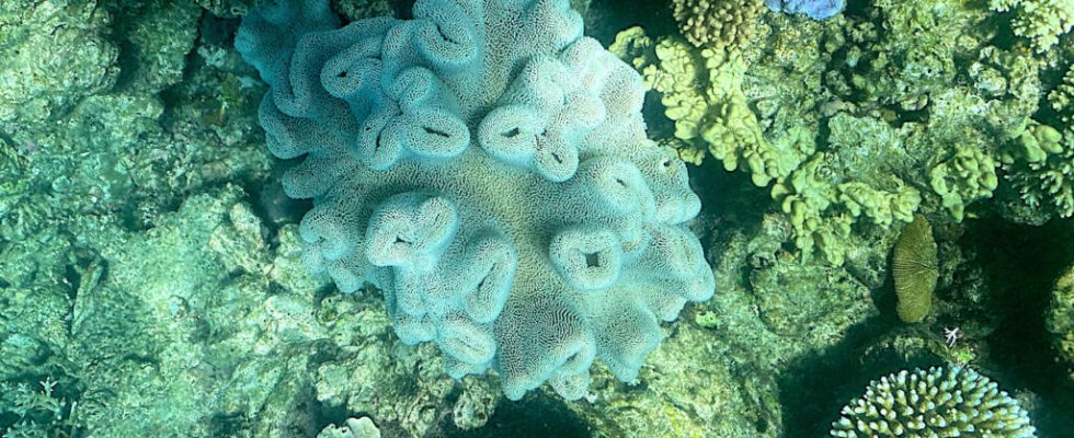 The Great Barrier Reef is undergoing another mass bleaching