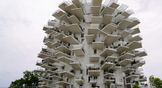 The White Tree in Montpellier