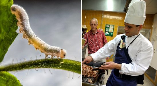 The restaurant serves caterpillars for lunch Like minced chicken