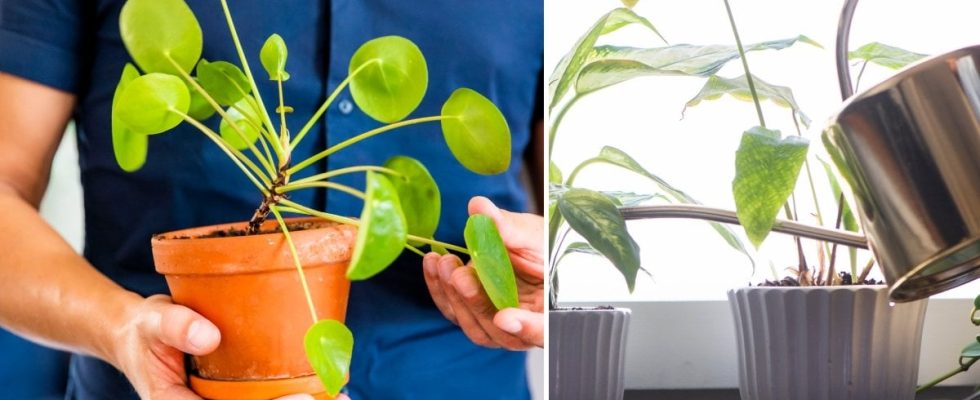 Then you should NEVER water your houseplant