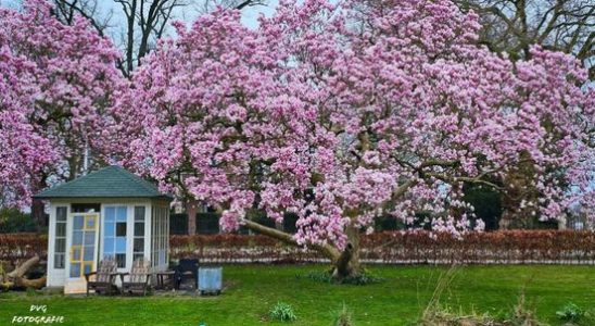 These are your most beautiful photos of the blossom Just