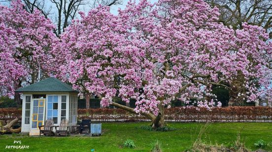 These are your most beautiful photos of the blossom Just