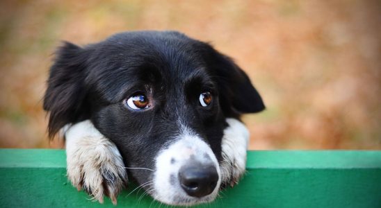 What if dogs could smell Parkinsons disease