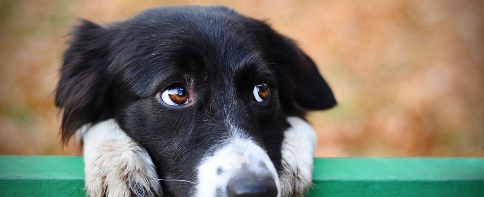 What if dogs could smell Parkinsons disease