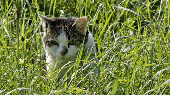 Wooden curfew for cats to protect meadow birds does that