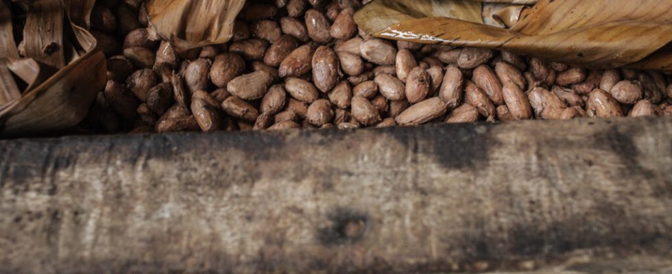 cocoa producers enjoy prices now higher than those of vanilla