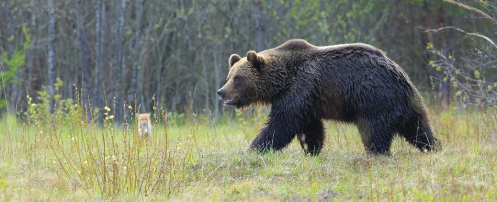 state of emergency declared in Liptovsky Mikulas after bear attack