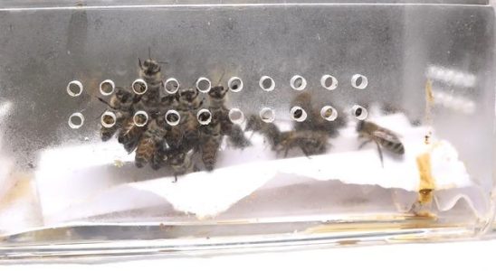 5 thousand years old treatment in Bursa These bees provide