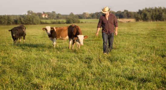 A dairy cow transmits bird flu to a man Should